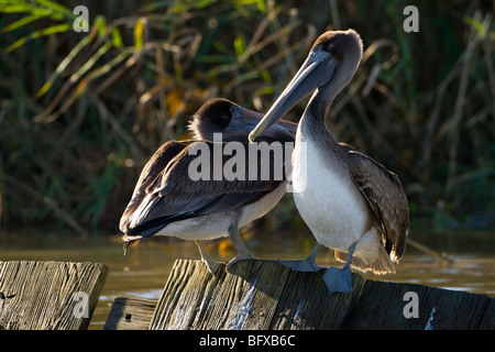 Close up de deux pélicans bruns assis sur un quai en lambeaux. Pelecanus occidentalis Banque D'Images