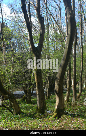 Les frênes, Kingley Vale National Nature Reserve, Chichester, West Sussex, Angleterre, South Downs. Banque D'Images