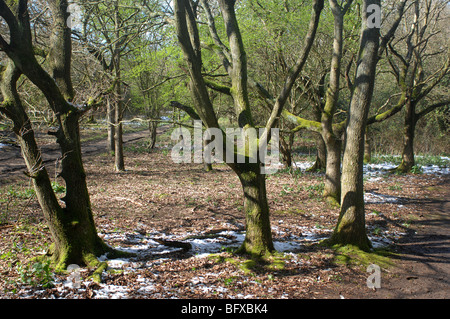 Les frênes, Kingley Vale National Nature Reserve, Chichester, West Sussex, Angleterre, South Downs. Banque D'Images