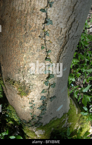 Les frênes, Kingley Vale National Nature Reserve, Chichester, West Sussex, Angleterre, South Downs. Banque D'Images