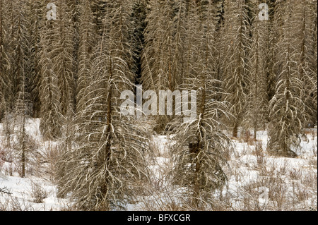 Snow-saupoudrés d'arbres dans les zones humides, le parc national Banff, Alberta, Canada Banque D'Images