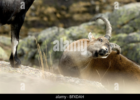 Les jeunes adultes de sexe masculin ( espagnol Ibex Capra pyrenaica ) rayer l'arrière avec la pointe de corne. Banque D'Images