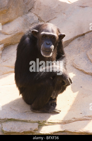 Chimpanzee looking at camera dans Zoo Fuengirola, Costa del Sol, Espagne. Banque D'Images