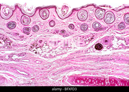 Follicule de cheveux de mammifères détail dans peau extérieure, fond clair photomicrographie Banque D'Images