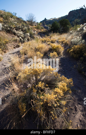 Les arbustes à fleurs jaunes poussent dans un lavage à sec dans les contreforts des montagnes, le Galiuros Muleshoe Ranch, Arizona Banque D'Images