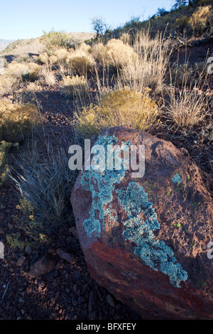 La croissance des lichens sur roche dans les montagnes Galiuro Banque D'Images