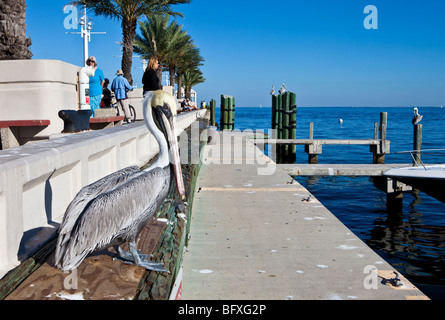 La Jetée, Saint Petersburg, Floride Banque D'Images