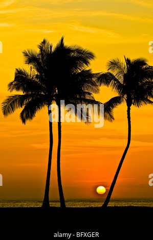 Soleil derrière les cocotiers, West Oahu, Hawaii Banque D'Images