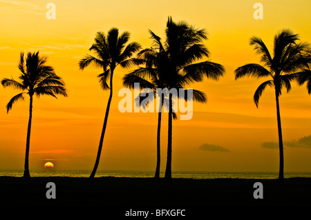 Soleil derrière les cocotiers, West Oahu, Hawaii Banque D'Images