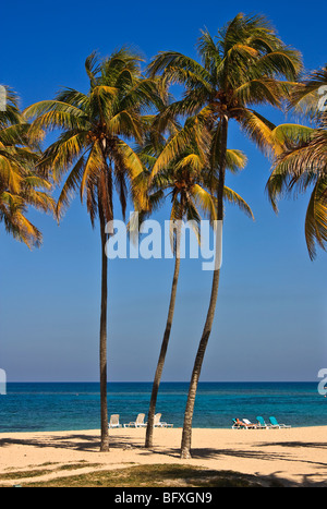 De hauts palmiers sur une plage Cubaine Banque D'Images