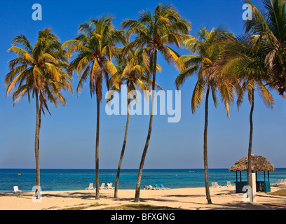 De hauts palmiers sur une plage Cubaine Banque D'Images