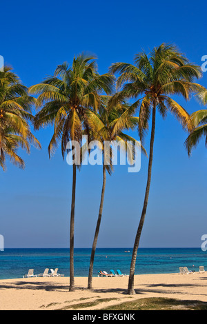 De hauts palmiers sur une plage Cubaine Banque D'Images