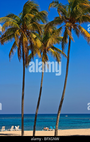 De hauts palmiers sur une plage Cubaine Banque D'Images