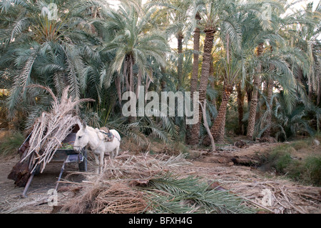 Un âne et panier à côté d'un tas de frondes, sur le bord d'une forêt de palmiers, dans le désert du Sahara oasis de Farafra communautaire, de l'Égypte. Banque D'Images