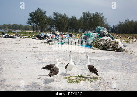 Danse de cour d'Albatros de Laysan à côté de tas de débris marins en plastique recueillies sur l'île du Pacifique Nord Banque D'Images