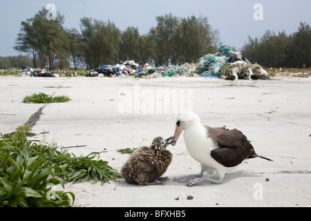 Laysan Albatross poussin supplante d'être nourri devant des débris marins recueillis sur la terre par des volontaires Banque D'Images