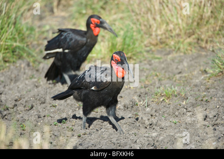 Paire de calao terrestre du sud, Bucorvus leadbeateri, à la recherche de nourriture. Le Masai Mara National Reserve, Kenya. Banque D'Images