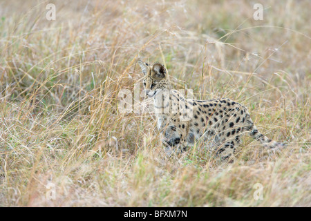 Leptailurus serval Serval, chat, chasse à l'herbe haute. Le Masai Mara National Reserve, Kenya. Banque D'Images