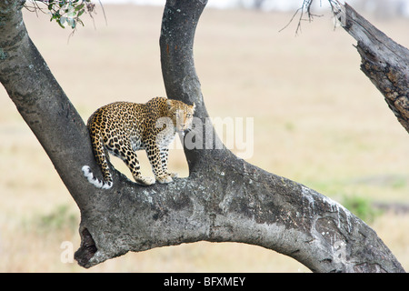 L'Afrique de l'homme Léopard, Panthera pardus, en arbre. Le Masai Mara National Reserve, Kenya. Banque D'Images