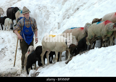 Berger moutons conduite sentier de neige, montagnes, Niederjoch Oetztal, Alto Adige, Italie Banque D'Images