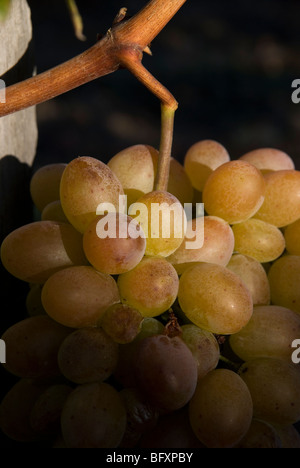 Vert / blanc le mûrissement des raisins sur la vigne dans la chaude lumière du soleil du soir. Certains sont trop mûr et commencent à pourrir. Banque D'Images