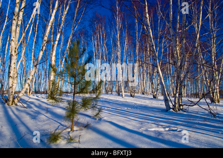 Des semis de pin rouge dans la région de Birch Grove, Grand Sudbury, Ontario, Canada Banque D'Images