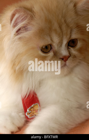 Chaton Persan, avec ruban rouge, à la recherche à droite Banque D'Images