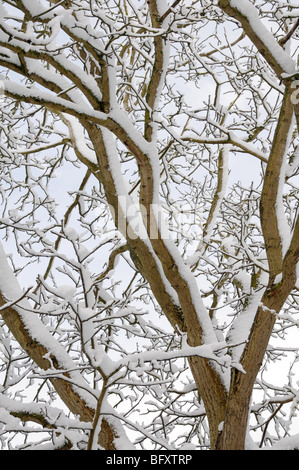 Branches couvertes de neige noyer Banque D'Images