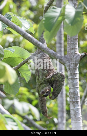 Brown-throated trois-toed Sloth Banque D'Images