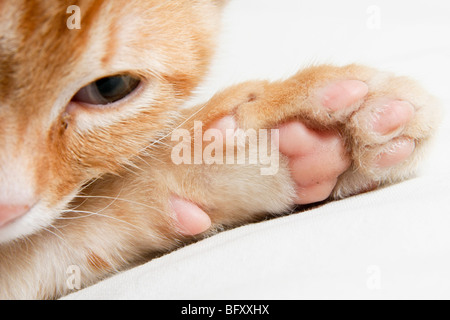 Gros plan d'une ginger cat's face et patte sur fond blanc Banque D'Images