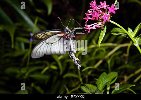 À papillons Butterfly World, Klapmuts, Afrique du Sud Banque D'Images