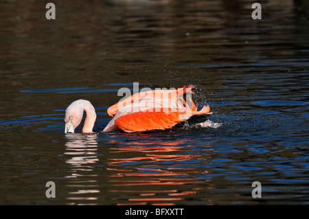 Flamant du Chili Phoenicopterus chilensis- Banque D'Images