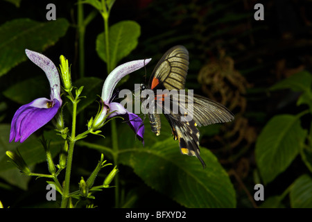 À papillons Butterfly World, Klapmuts, Afrique du Sud Banque D'Images