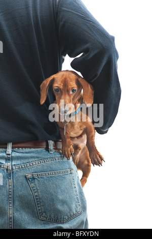 Un homme portant des jeans à l'opposé de l'appareil photo, avec un Teckel miniature, lieu, face à l'appareil photo. Banque D'Images