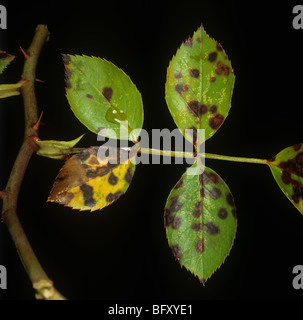 Rose black spot (Diplocarpon rosae) sur les feuilles de rose Banque D'Images