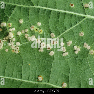 La rouille (Puccinia malvacearum rose trémière) pustules immatures sur la face inférieure d'une feuille Banque D'Images