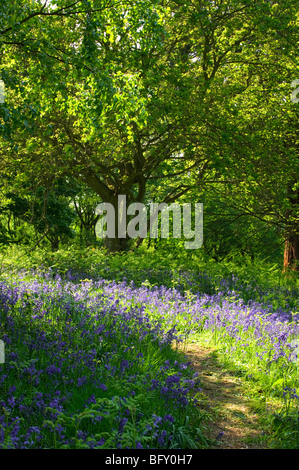 Bluebell woods Herefordshire Angleterre Banque D'Images