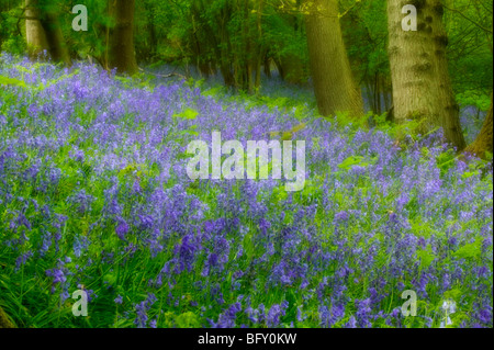 Bluebell woods Herefordshire Angleterre Banque D'Images