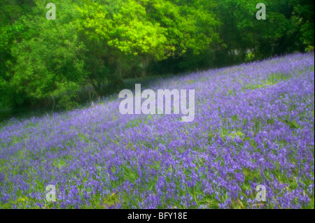 Bluebell woods Herefordshire Angleterre Banque D'Images