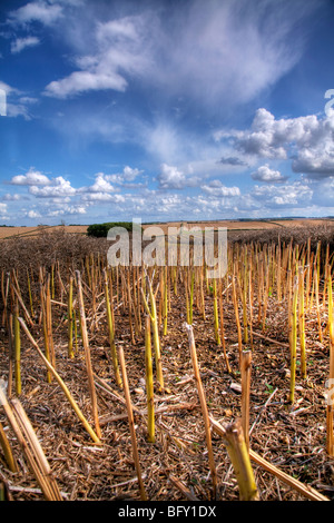 Soleil DU SOIR SUR UN CHAMP DE MAÏS EN ATTENTE DE CHAUMES LA CHARRUE DANS LE LINCOLNSHIRE WOLDS ANGLAIS Banque D'Images