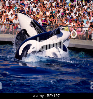 Aquarium de Vancouver, le parc Stanley, Vancouver, BC, en Colombie-Britannique, au Canada, l'Épaulard (Orcinus orca) effectuant des baleines à afficher Banque D'Images