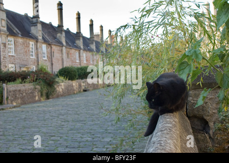 Un chat est assis sur un mur dans une rue tranquille au Wells, Somerset, une partie de la cathédrale. Banque D'Images