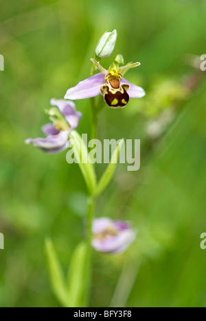 OPHRYS APIFERA ; orchidée abeille Banque D'Images