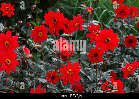 DAHLIA 'ÉVÊQUE DE LLANDAFF' Banque D'Images