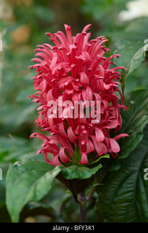 JUSTICIA CARNEA PLANTE FLAMINGO ; Banque D'Images