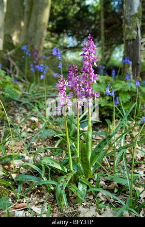 ORCHIS MASCULA ; EARLY PURPLE ORCHIDÉES Banque D'Images