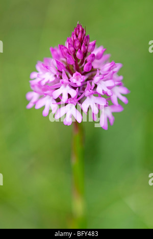 ANACAMPTIS PYRAMIDALIS ; orchidée pyramidale Banque D'Images