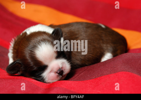 Shih-tzu chiot chien dormir sept jours Banque D'Images