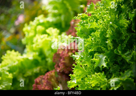 Les cultivars de laitue LACTUCA SATIVA ; Banque D'Images