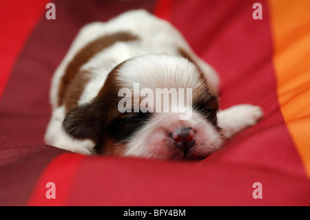 Shih-tzu chiot chien dormir sept jours Banque D'Images